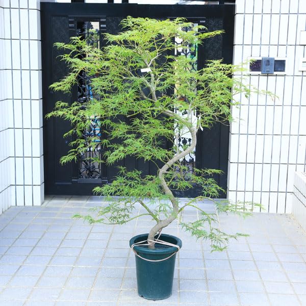 【希少・現品発送】青枝垂れもみじ 職人仕立て大苗 約95cm 庭木 植木 鉢植え Amazon.co.jp: 庭木・植木：青しだれもみじ（青枝垂れ）* そのまま